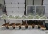 Project Bay Seizes Nearly 1.7 Tonnes of Drugs and 17 Firearms in Ontario Operation Path Seized Cocaine