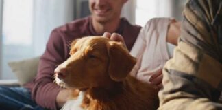 Creating a Safer, Healthier Home for Your Family and Pets Keeping a home and yard genuinely safe and enjoyable for the whole family often comes down to addressing a handful of situations