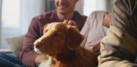 Creating a Safer, Healthier Home for Your Family and Pets Keeping a home and yard genuinely safe and enjoyable for the whole family often comes down to addressing a handful of situations