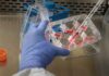 P21: A Speculative Lens on Neuroregulatory Signaling and Molecular Plasticity P21 Peptides