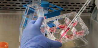 P21: A Speculative Lens on Neuroregulatory Signaling and Molecular Plasticity P21 Peptides