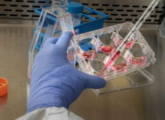 P21: A Speculative Lens on Neuroregulatory Signaling and Molecular Plasticity P21 Peptides