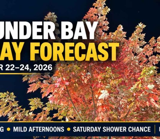 Thunder Bay Weather: Morning Fog, Mild Afternoons and a Saturday Shower Chance Thunder Bay Weather - Image is a Maple Tree on Red River Road in the Downtown